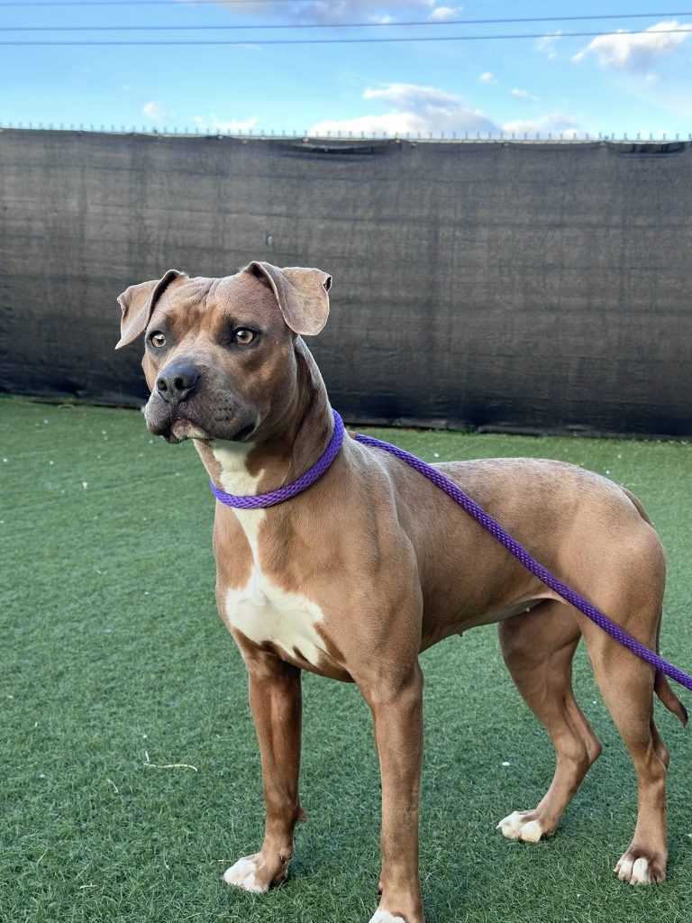 A boxer dog