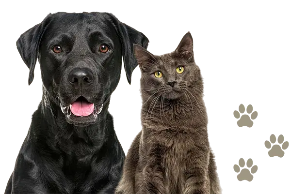 A dog and cat